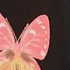 Mariposa Butterfly Mesh Top - Image 7