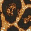 Shawnee Leopard Harem Top - Image 6